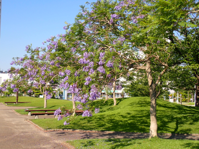 JACARANDA